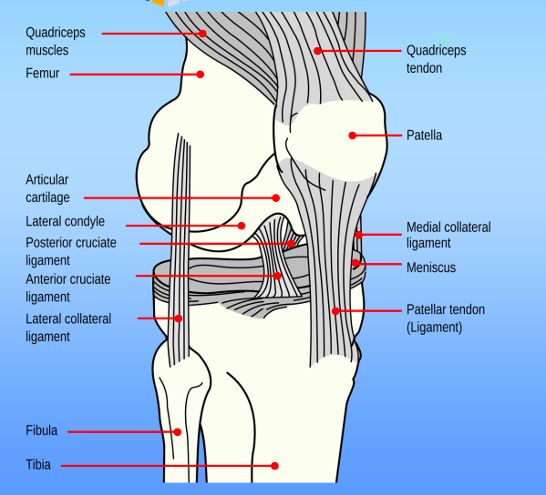 A graphic of a knee with all of the muscles, bones, tendons, ligaments, and other parts of the knee to help illustrate medical coding knee replacement.