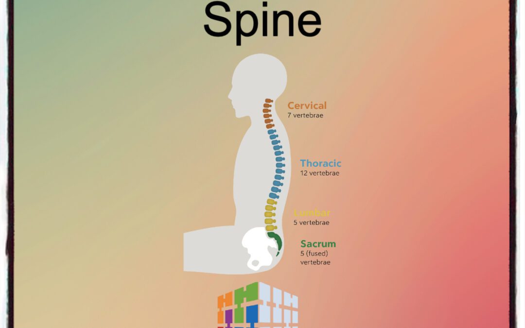 Medical Coding Spine